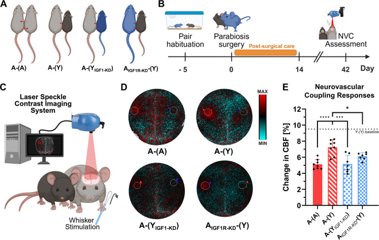 IGF-1/IGF-1R signaling contributes to young blood–mediated rejuvenation of cerebrovascular endothelial function and neurovascular coupling. A Experimental groups included wild-type aged isochronic parabionts (A–(A)), wild-type heterochronic aged parabionts (A–(Y)), aged parabionts paired with young IGF-1–deficient mice (A–(YIGF1-KD)), and endothelial IGF-1R–deficient heterochronic aged parabionts (AIGF1R-KD–(Y)). Parentheses denote the non-measured parabiont in each pair. B Experimental timeline. C Schematic of whisker stimulation–induced NVC assessment using laser speckle contrast imaging in parabionts. D Representative differential maps showing changes in cerebral blood flow within the contralateral somatosensory cortex during whisker stimulation. Warmer colors indicate greater increases in CBF relative to baseline. E Quantification and statistical comparison of NVC responses across experimental groups. NVC data for wild-type parabionts (A–(A) and A–(Y)) were reported previously [36]. Data are shown as mean ± SD; N = 7–8 per group. Statistical analysis was performed using one-way ANOVA with Sidak’s post hoc test; *p < 0.05, ***p < 0.001, ****p < 0.0001