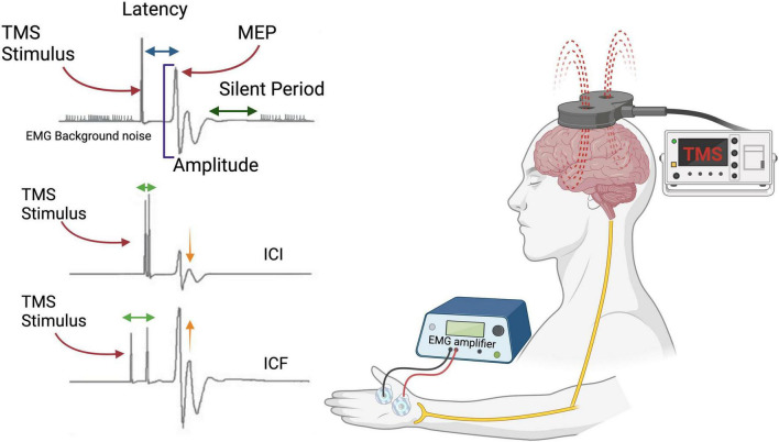 Schematic representation of transcranial magnetic stimulation (TMS) over the motor cortex. TMS produces a rapidly changing magnetic field that permeates the skull, generates an electric field in the underlying tissue, and, ultimately, leads to the depolarization of cortical neurons. When applied at sufficiently high intensities, this stimulation of motor cortical regions elicits motor-evoked potentials (MEPs) in peripheral muscles associated with these regions. These MEPs can be quantified through electromyography. EMG, electromyography; ICF, intracortical facilitation; ICI, intracortical inhibition. Created with BioRender.com.